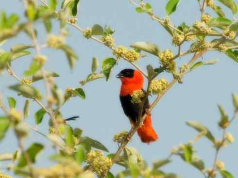 美丽无罪：雀鸟之寡妇鸟