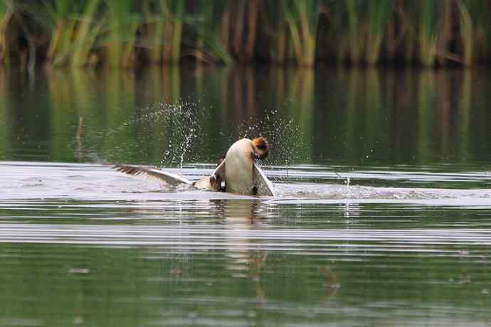 凤头鸊鷉（五）护犊撕打