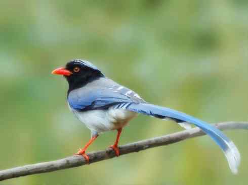 美丽无罪：雀鸟之绿鹊