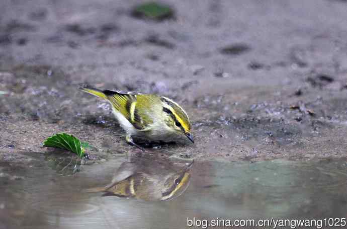 黄腰柳莺（7）