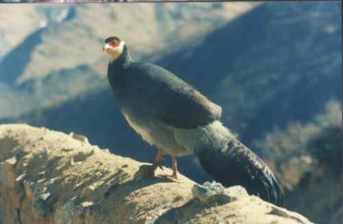 雄性藏马鸡格斗仅仅发生在不同群体