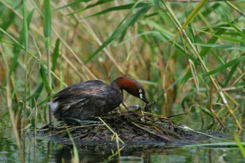 小鸊鷉Little Grebe