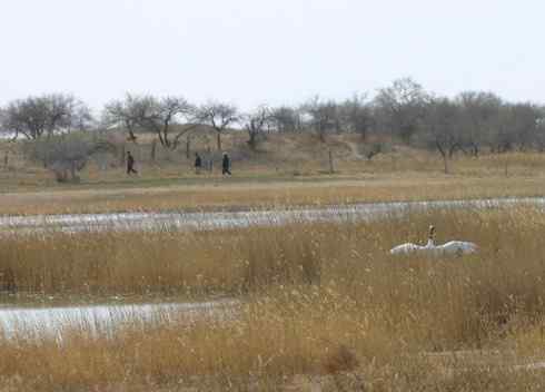 [组图]丹顶鹤爸爸