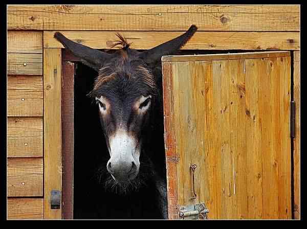 动物世界图片(下) 动物世界图片(下)