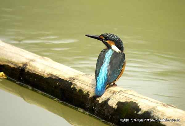 德国今年是“翠鸟年”