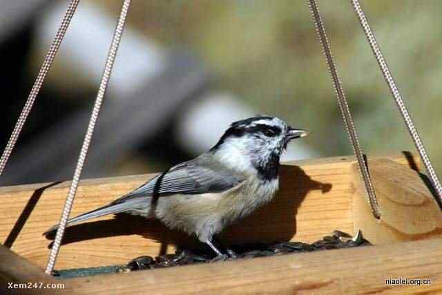 [组图]国外精致别致的鸟窝(40p)