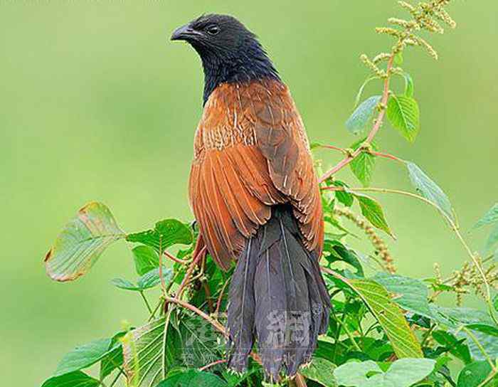 世界著名鸟类——部分猛禽