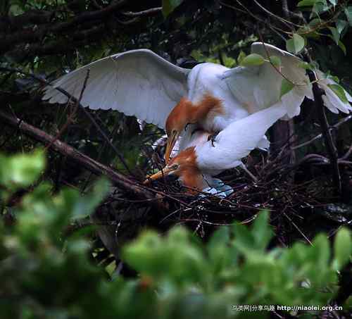 95张鸟儿嬉戏精品图集