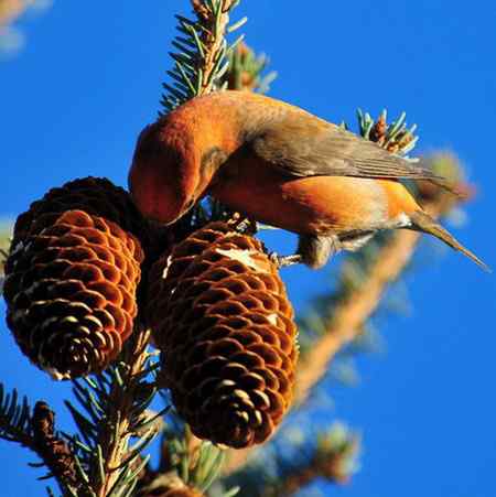 交嘴雀的美丽人生 交嘴雀的美丽人生