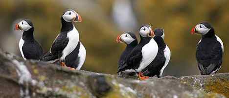 北海有鸟，其名海鹦，容颜绝丽，数量堪虞