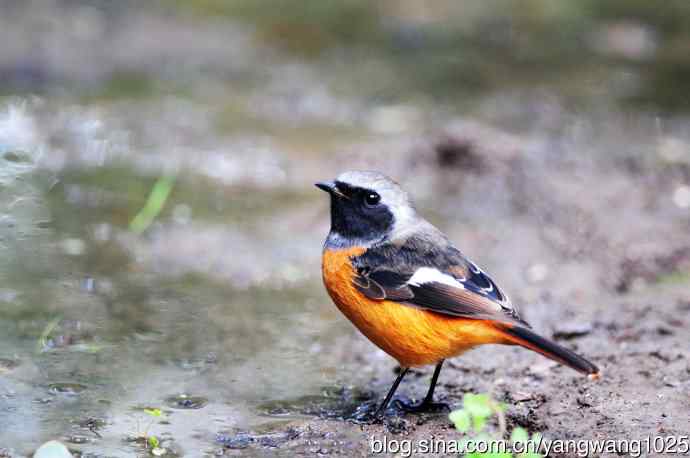 雄性北红尾鸲（16）