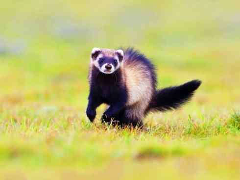 狈：传说的兽原型探秘（狼）