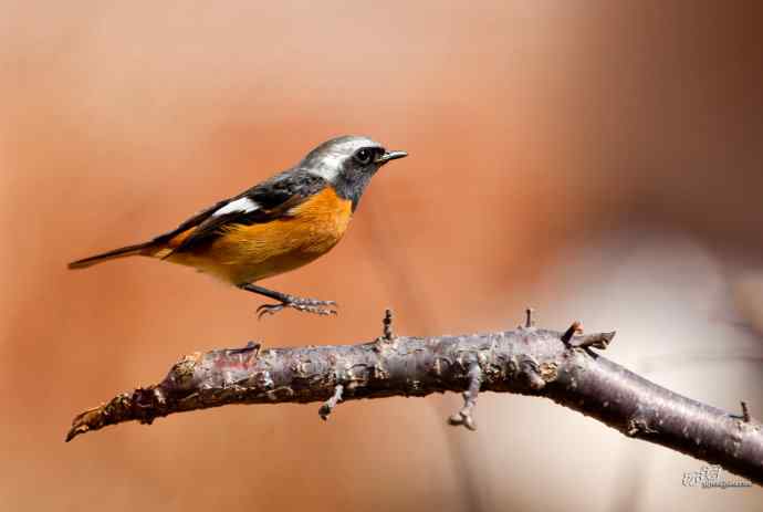 小鸟北红尾鸲&nbsp;wbr♂