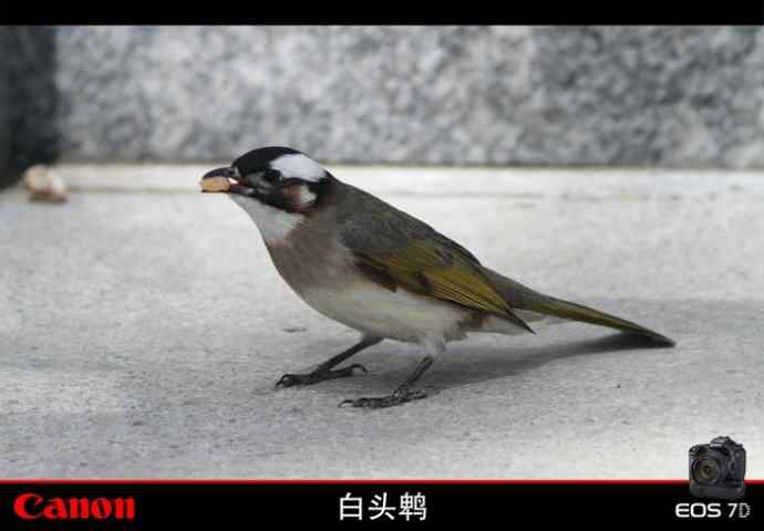 寻找红嘴相思鸟