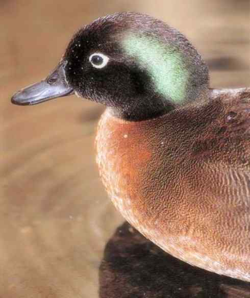 雁鸭之最之四（奥克兰鸭、山蓝鸭、绿头鸭）
