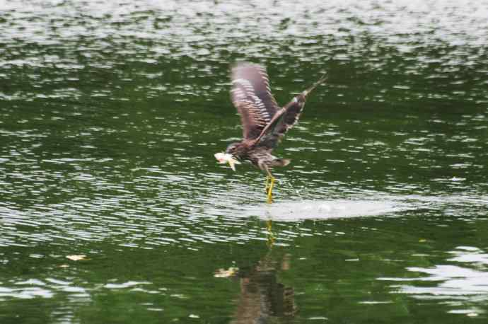 北海也有夜鹭飞（记实版）