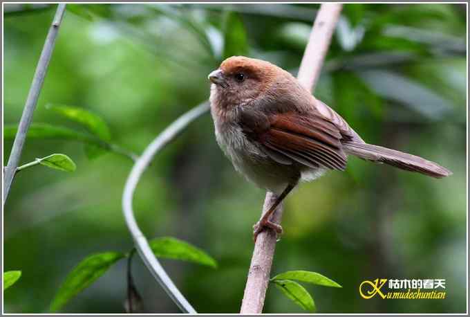 忙中偷闲拍只鸟【照片】