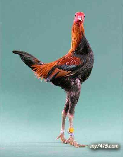 酷酷的宠物鸡图片