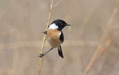 红胁蓝尾鸲和黑喉石脊鸟