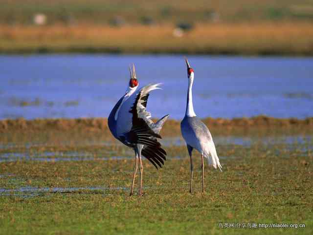 鹤类、水鸟精美摄影壁纸欣赏