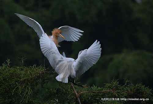 95张鸟儿嬉戏精品图集