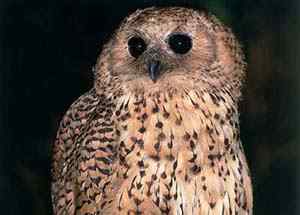 鱼枭的绝技 鱼枭的绝技