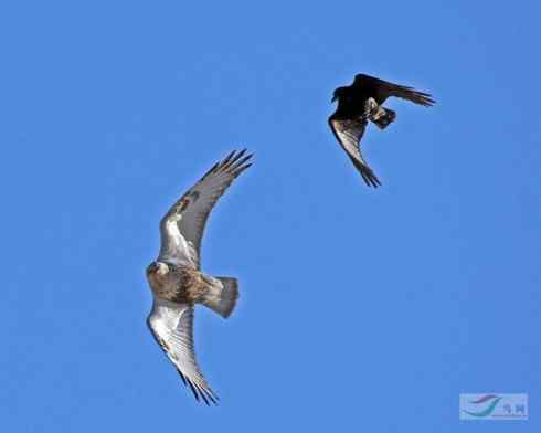 [组图]毛脚鵟战乌鸦