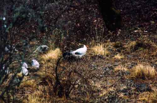 美丽的白马鸡 美丽的白马鸡