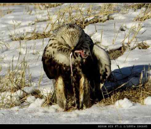 鵟的百变羽色——土灰型