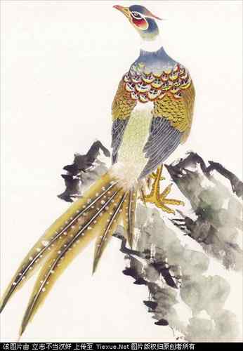 吉祥鸟图片（40P）