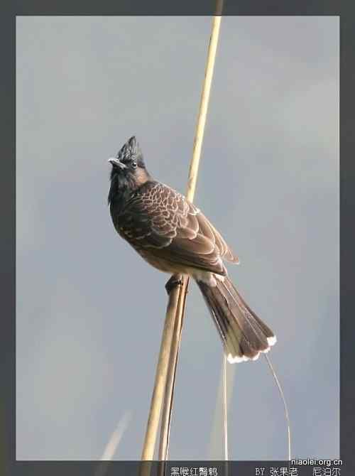 [组图]尼泊尔鸟类奇旺国家公园