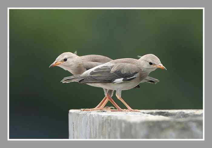 向左走向右走 小丝光椋鸟