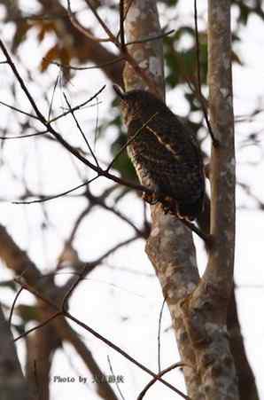 猫头鹰之林雕鸮 猫头鹰之林雕鸮