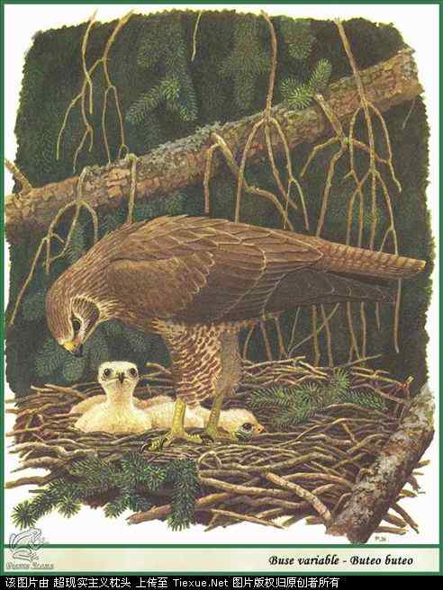 手绘画第5辑——猛禽和啄木鸟