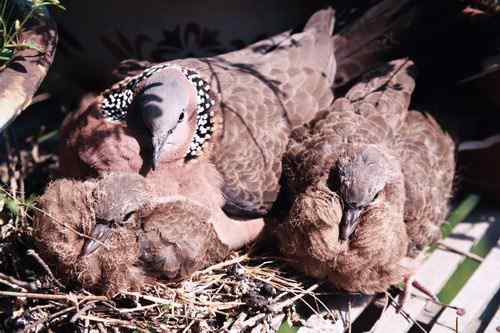 鸟巢幼鸟写真第1辑