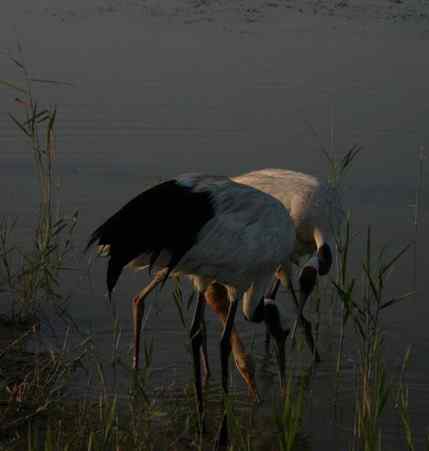 [组图]丹顶鹤三口之家