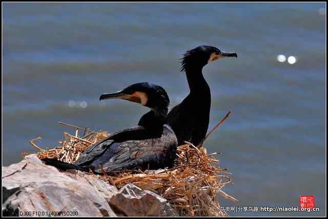 【加贝先生原创摄影】 青海湖鸟岛上的鸬鹚鸟(16p)