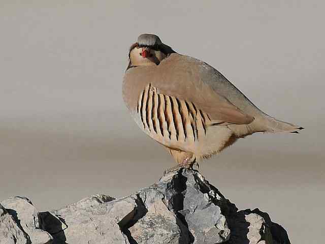 石鸡 wbr. wbr时机