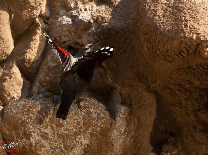 北京十渡&nbsp;wbr路&nbsp;wbr红翅旋壁雀