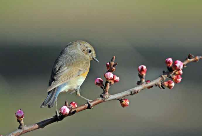 雌性红胁蓝尾鸲(42) 雌性红胁蓝尾鸲(42)