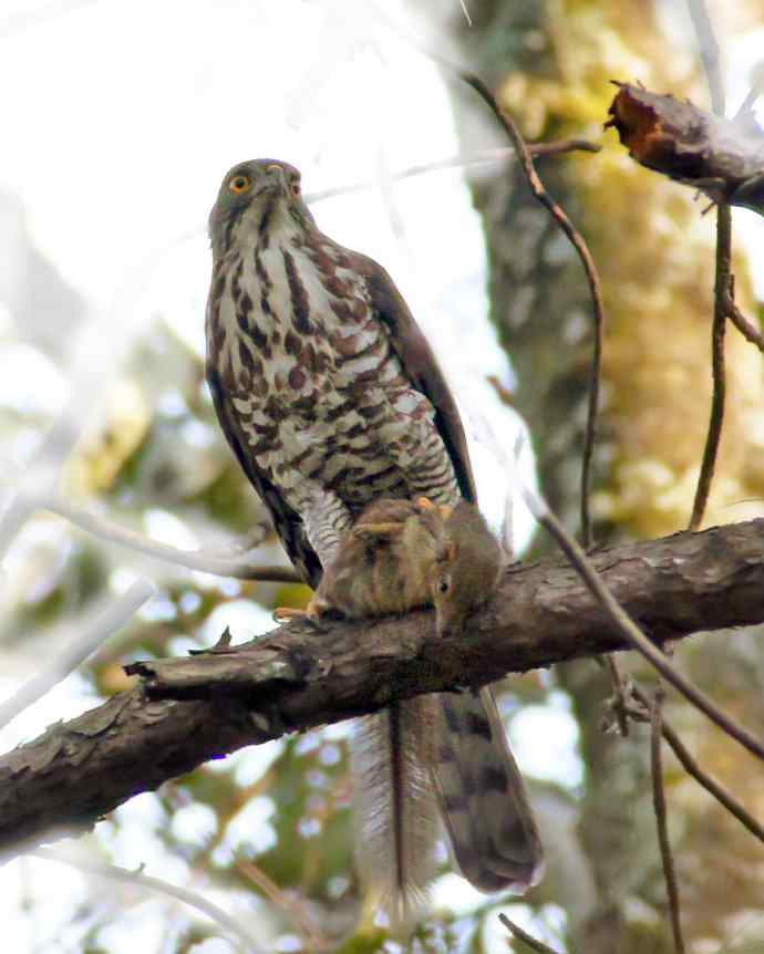 凤头鹰的战利品