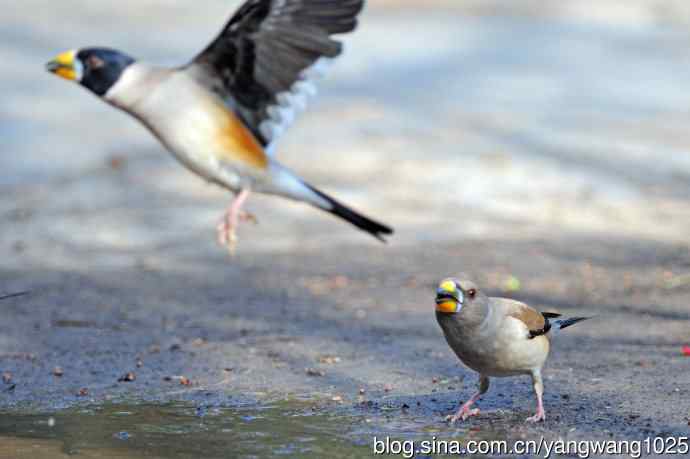 北京天坛公园的鸟类——饮水的黑尾蜡嘴雀（2）