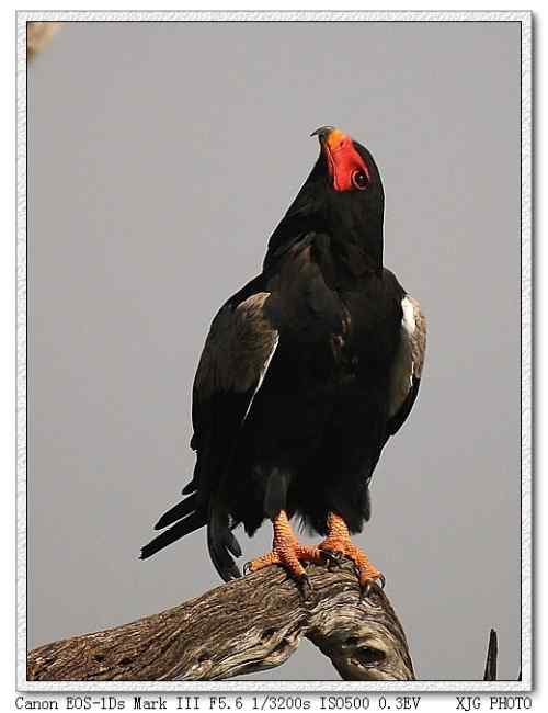 吃蛇的猛禽蛇雕——短尾雕