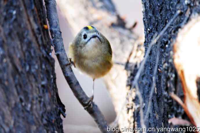 戴菊鸟(12) 戴菊鸟(12)