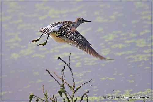 95张鸟儿嬉戏精品图集