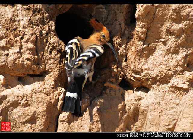 戴胜鸟图集欣赏