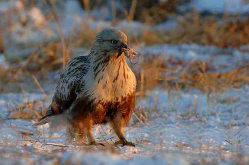 [组图欣赏]毛脚鵟妈妈