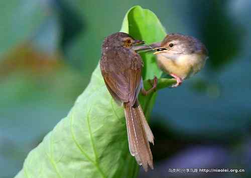 95张鸟儿嬉戏精品图集