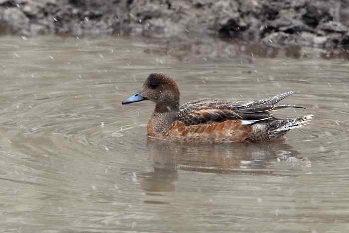 巴音布鲁克——富饶的泉水