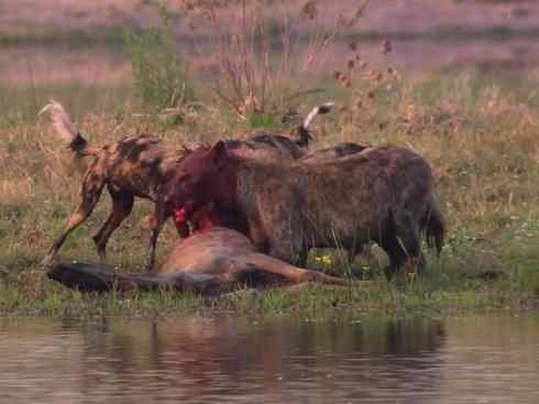 狈：传说的兽原型探秘（鬣狗）